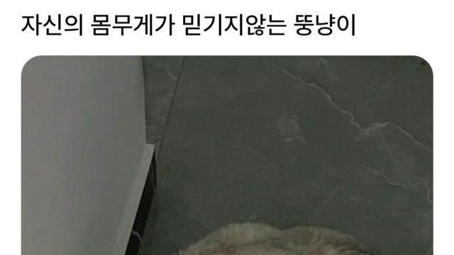 몸무게 보고 놀란 고양이