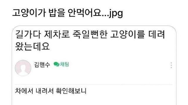 고양이가 밥을 안 먹어서 걱정인 사람