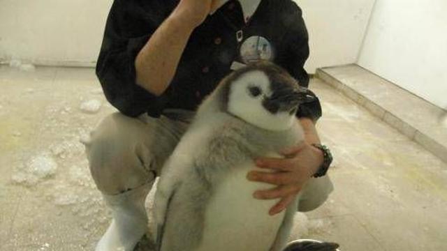 아기 펭귄 실제 크기