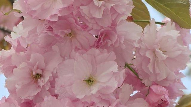 식물갤러가 찍었다는 겹벚꽃