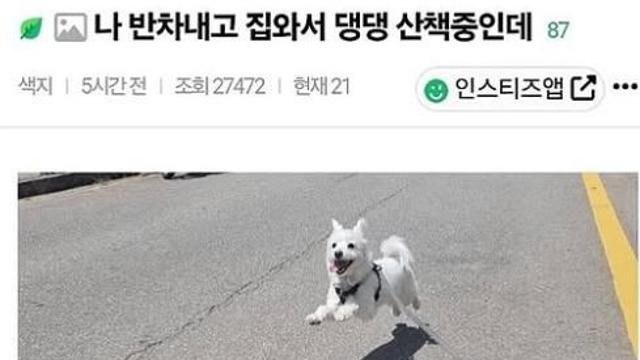 나 반차 내고 집 와서 강아지지 산책 중인데..jpg