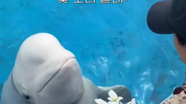 벨루가. 귀염.mp4