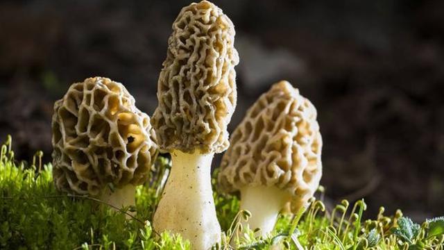 1kg당 50만 원...고기 맛 나는데 날것으로 먹으면 치명적인 '식재료'