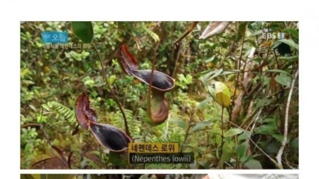 두더지와 기묘한 공생을 하는 식물