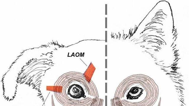 늑대에게는 없고 댕댕이에게는 있는 얼굴 근육