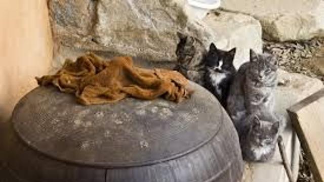 부뚜막을 좋아하는 고양이.