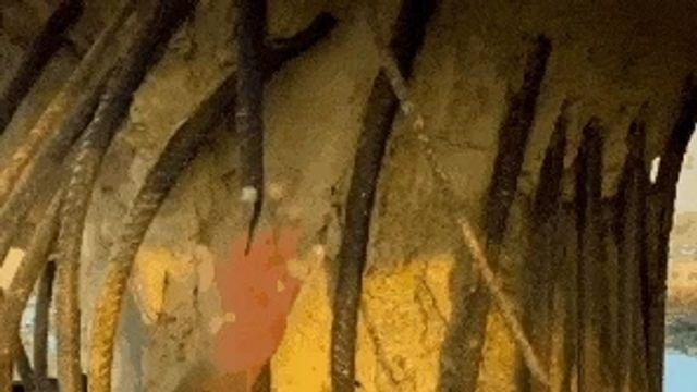 강이 말라버리자 알게 된 사실.gif