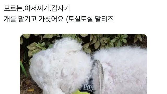 모르는 아저씨가 댕댕이 맡기고 감