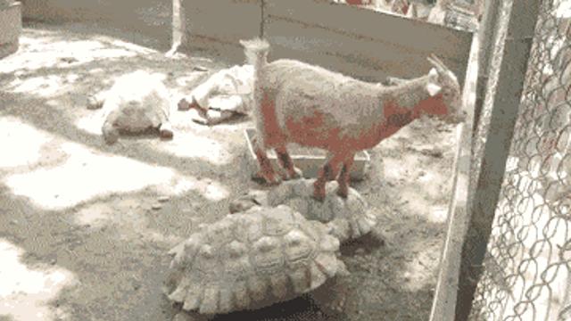셔틀.gif,,