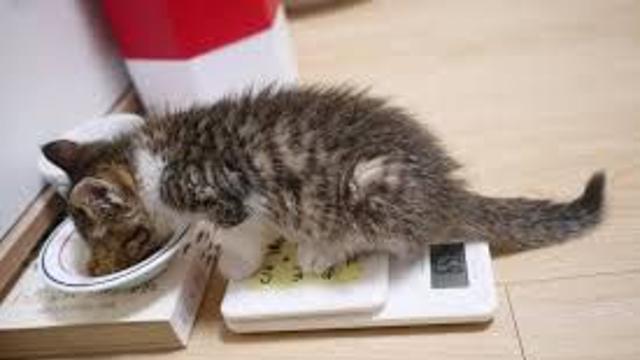 고양이가 살찌는 이유를 찾았다.