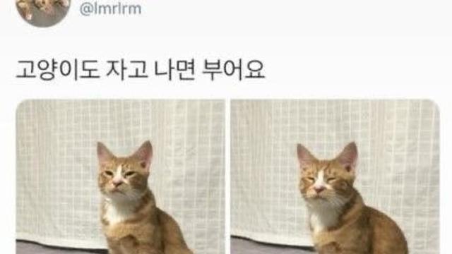 냥냥이도 자고나면 부어요