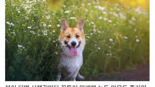 반려견에게 해롭다는 봄꽃