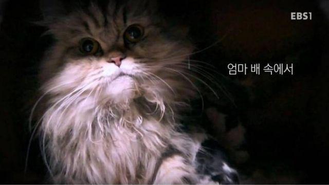 고양이가 바꾼 치매 요양원
