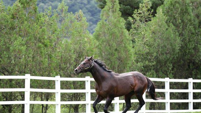한국마사회, 「승용마 번식지원 사업」으로 국내 우수 승용마 생산 돕는다