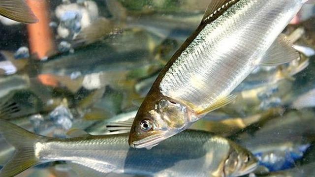 특유의 향이 일품…일본 낚시광들이 한국으로 원정 와서 잡아가는 '고급 생선'