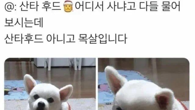 강아지 빨간약 레전드
