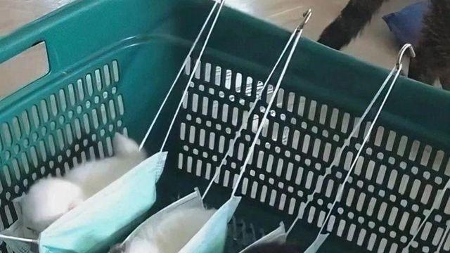 아기고양이 전용 해먹.