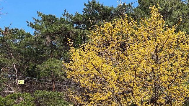감성 폭발, 김아영 스트라이프 니트에 봄날 완성