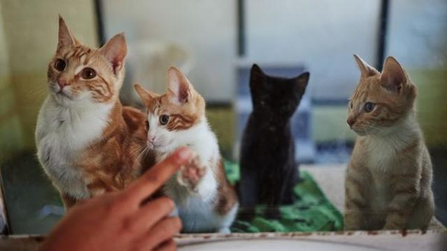 남편 고양이 털 알레르기 있는데… 집에 길냥이 보호소 만든 캣맘