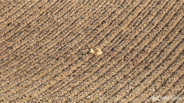 한국에선 골칫덩이인데… 외국에선 '귀하신 몸' 취급 받는 멸종위기 동물
