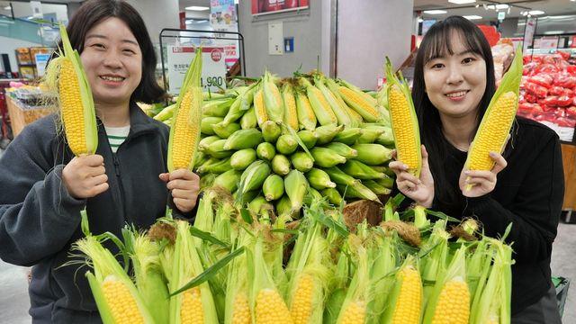 롯데마트·슈퍼, 초당옥수수 1천990원에 판매…20만개 준비