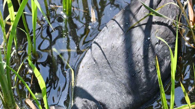 의왕시 왕송호수 물닭 육추 한창 [포토뉴스]