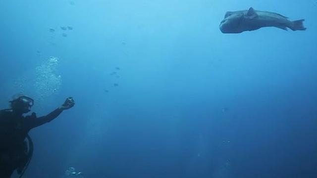 진짜 영화인 줄…40년째 한결같이 다이버 할아버지 찾아오는 강아지 같은 혹돔