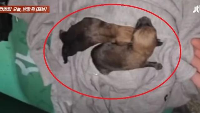 의류수거함 속에 버려진 새끼 강아지들 ‘낑낑’