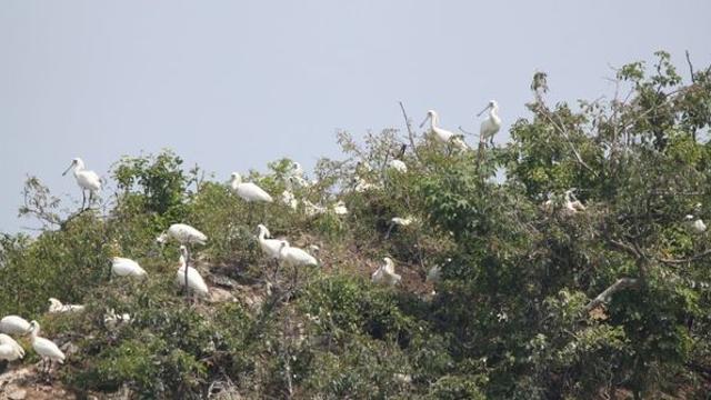 정력에 좋다는 이유로…고향인 한국서 멸종당할 뻔한 새, 딱 한마리 번식 성공