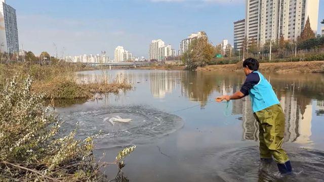 “대물... 진짜 크다” 서울 한복판에서 떼지어 사는 대형 물고기