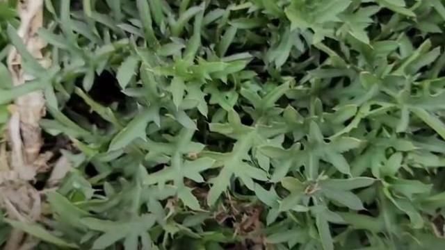 보면 일단 뜯으세요... '간암' 포함해 온갖 질병에 효과 있는 나물입니다