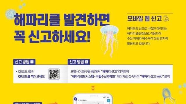 6월부터 해파리 발생 예상…해수부, 어업피해 예방 및 쏘임 방지 등 안전 관리 당부