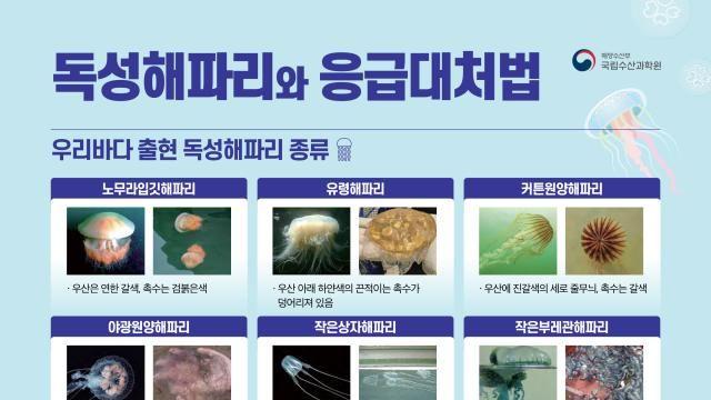 '바다 불청객' 해파리 피해 막아라…해수부, 방지대책 시행
