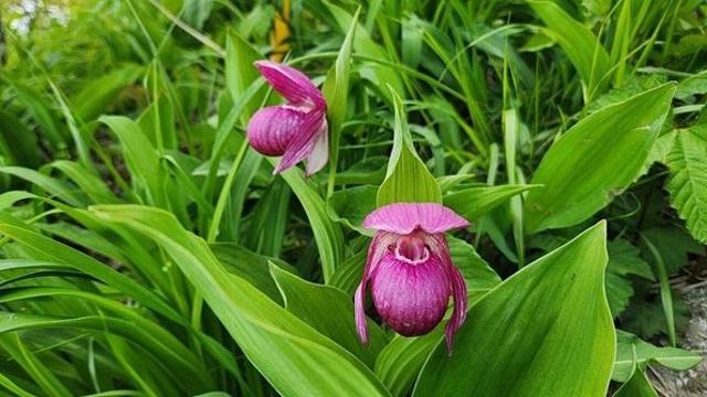 너무 예뻐서 꺾었다간 큰일…소백산 물들인 '멸종위기 꽃'