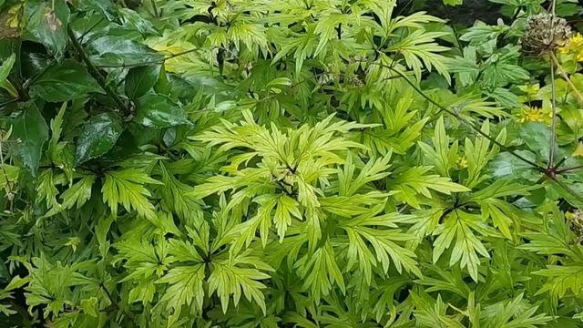 쑥과 정말 닮았는데... 먹으면 수분 내 즉사할 수 있는 섬뜩한 독초였다