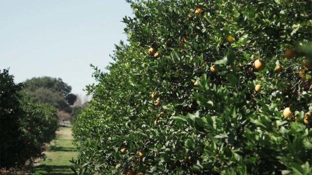 지금은 1000원도 안 하는데... 일반인은 구경도 못할 정도로 귀하고 비쌌던 과일