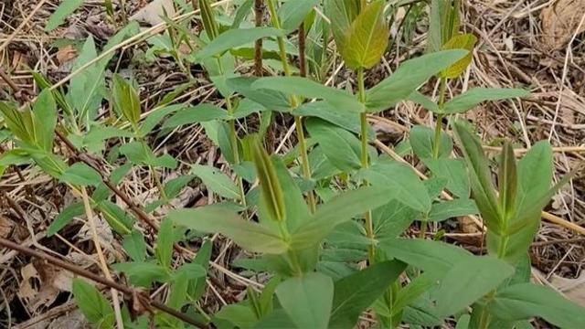 한국에서는 나물인데... 독일에서는 '약국'에서 취급하는 식물