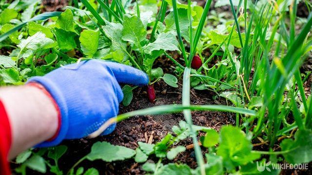 아삭한 잎만 먹는 줄 알았는데… 뿌리까지 버릴 데 없는 '한국 채소'