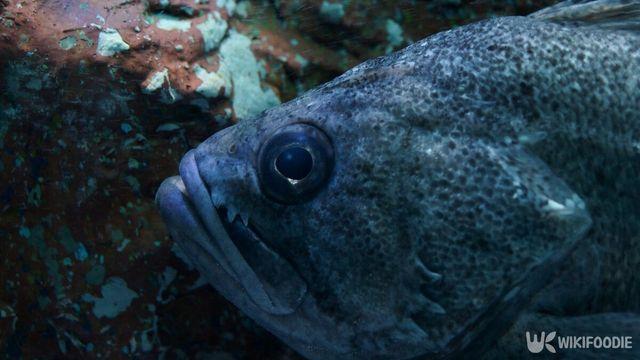 쫀득한 식감과 고소한 맛… 버릴 것 하나 없기로 유명한 '한국 생선'