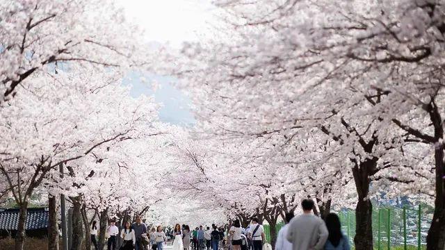 고창 봄축제 경비 환급 받는 법은?
