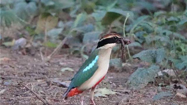 전세계적으로도 초희귀종... 오죽하면 서식지까지 천연기념물로 보호할 정도