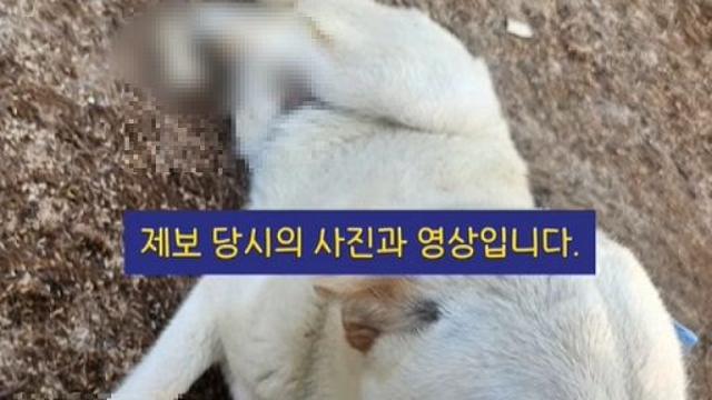 발목 4개 모두 절단된 백구…악마의 짓인가