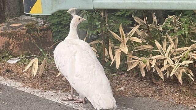흰 닭이 아니다…한라산에 나타났다 감쪽같이 사라진 '이 동물' 정체