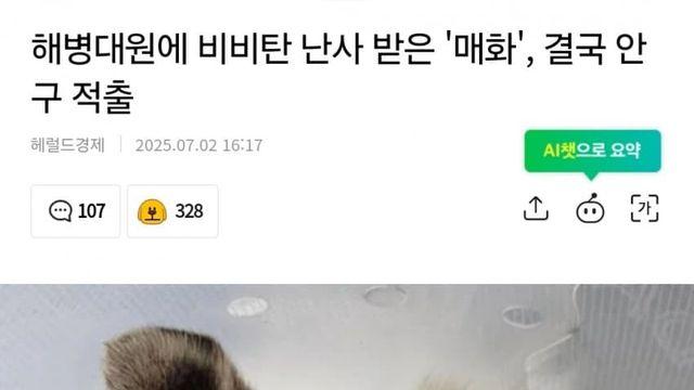 해병대원에 비비탄 난사 받은 '매화', 결국 안구 적출