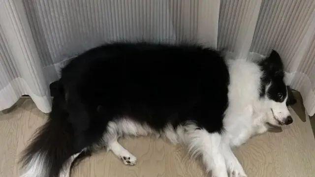보더콜리 털로 할 수 있는것,,
