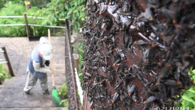 ‘계양산 러브버그’ 난리에…윤환 구청장 “참을 줄 알아야”