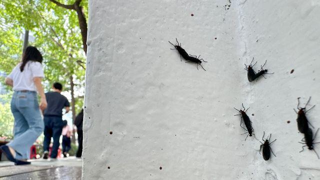 너무 징그러워…계속되는 러브버그, 한반도 전역 확산 가능성 제기(+대처법)