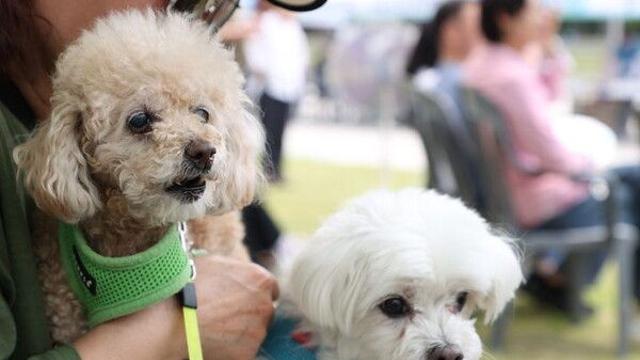 독감 걸렸는데 우리집 강아지도 옮을까?…서울시·서울대 조사