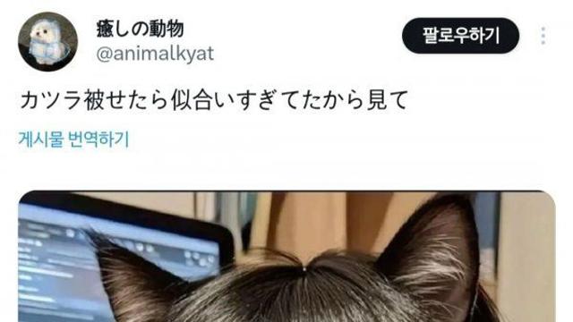 가발이 넘 잘 어울리는 고양이.jpg