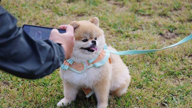 제주 반려동물 등록은 늘고, 유기동물 발생은 줄어